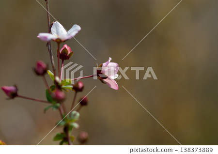 Pink snow willow Pink snow willow 138373889