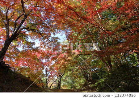 The maple leaves on the mountain pass are vividly colored. 138374086