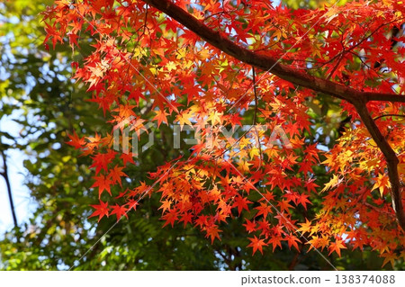 Bright and shining golden maple leaves Bright and shining golden maple leaves 138374088