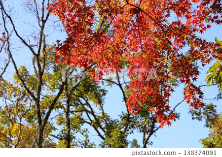 鮮豔的秋葉 138374091