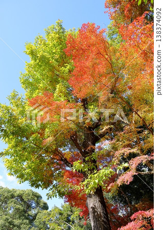 Vivid autumn leaves Vivid autumn leaves 138374092
