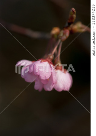 Sakura Kawazu Sakura 妝前花開 Sakura Kawazu Sakura 妝前花開 138374219