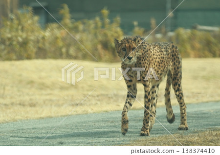 獵豹 獵豹 138374410