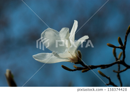 Fist flower Fist flower 138374428