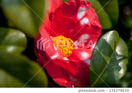 Snowy camellia flower Snowy camellia flower 138374639