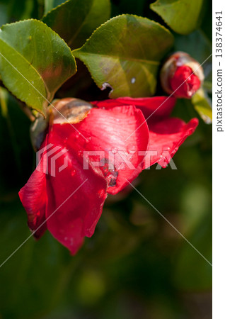 Snowy camellia flower Snowy camellia flower 138374641