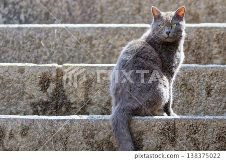 Gray cat on the stairs Gray cat on the stairs 138375022