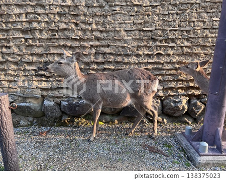 Wild deer that inhabit Nara Wild deer that inhabit Nara 138375023