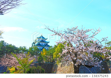 愛知縣名古屋市櫻花盛開和名古屋城的景色 愛知縣名古屋市櫻花盛開和名古屋城的景色 138375243