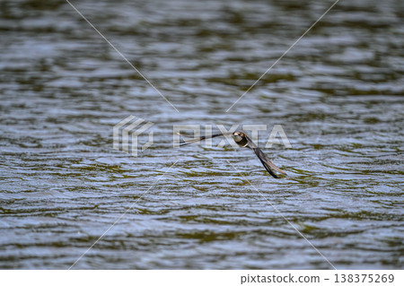 A blue-tailed swift flies at high speed over the water surface 138375269