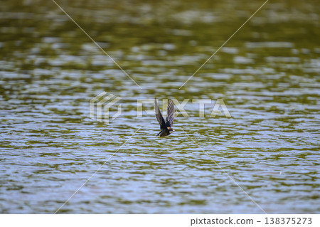 A blue-tailed swift flies at high speed over the water surface 138375273
