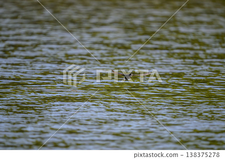 一隻藍尾雨燕高速掠過水面。 一隻藍尾雨燕高速掠過水面。 138375278