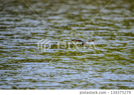 一隻藍尾雨燕高速掠過水面。 138375279