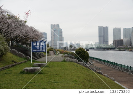 Cherry blossoms in full bloom at Sumida River Terrace and the cluster of riverside high-rise condominiums. 138375293