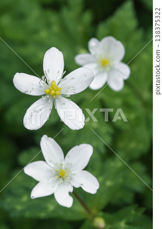 Cute spring flower: Anemone nemorosa Cute spring flower: Anemone nemorosa 138375322