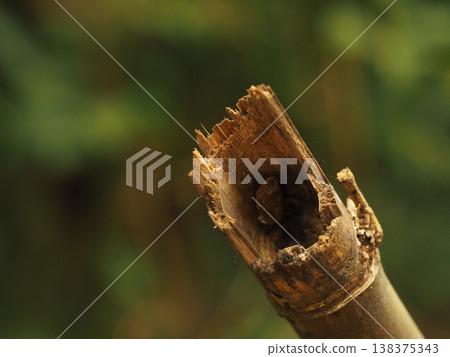Broken bamboo close up nature brown texture macro detail forest wood plant broken bamboo close up with rough texture Broken bamboo close up nature brown texture macro detail forest wood plant broken bamboo close up with rough texture 138375343
