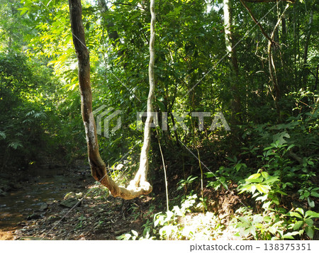 Forest jungle tree vine sunlight nature green forest vine hanging bright sunlight over small stream creating peaceful jungle 138375351