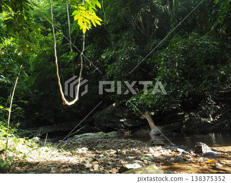 Tropical forest jungle nature creek rock tree sunlight rope swing calm scene lush green woodland with shallow stream and stones 138375352