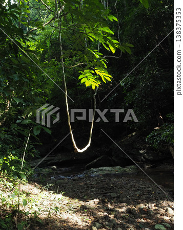 Tropical forest jungle green foliage sunlight curved branch nature trail lush vegetation shadow contrast Tropical forest 138375353