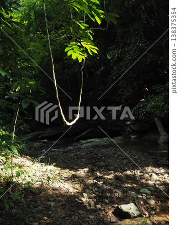 Forest jungle tree sunlight shadow leaf branch creek nature summer foliage wilderness undergrowth soil rock root stream water Forest jungle tree sunlight shadow leaf branch creek nature summer foliage wilderness undergrowth soil rock root stream water 138375354