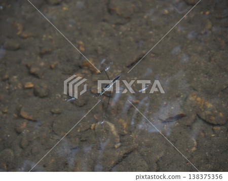 Water strider insect pond surface calm water aquatic bug ripple reflection nature macro small wildlife water strider insect 138375356
