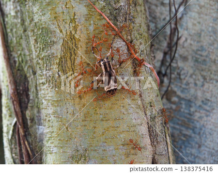 Insect ant beetle bark tree nature macro camouflage insect and ant interaction on textured tree bark in forest environment Insect ant beetle bark tree nature macro camouflage insect and ant interaction on textured tree bark in forest environment 138375416