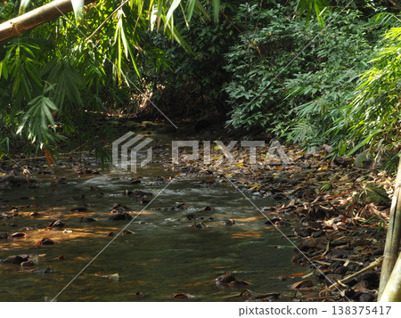 Forest stream tropical creek green foliage river rock flowing water leaf litter nature landscape bamboo plant Serene forest Forest stream tropical creek green foliage river rock flowing water leaf litter nature landscape bamboo plant Serene forest 138375417