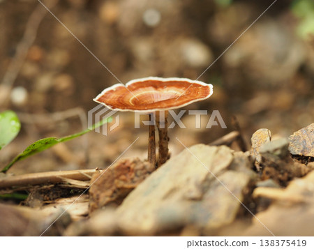 Mushroom fungus forest nature brown macro wild ground closeup natural Mushroom fungus forest nature brown macro wild ground Mushroom fungus forest nature brown macro wild ground closeup natural Mushroom fungus forest nature brown macro wild ground 138375419