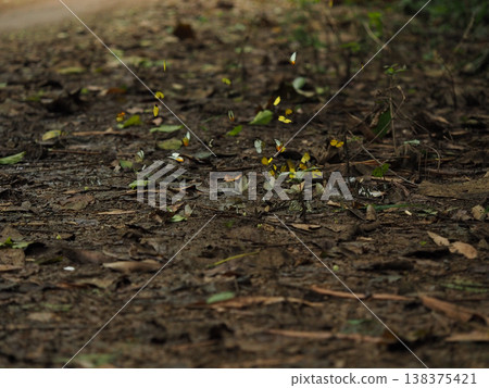 Butterfly insect forest nature leaf ground mud colorful butterflies gather on forest floor in peaceful natural woodland scene Butterfly insect forest nature leaf ground mud colorful butterflies gather on forest floor in peaceful natural woodland scene 138375421