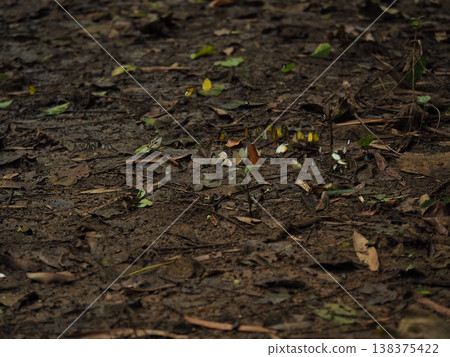 Butterfly group forest floor wet ground fallen leaf nature insect brown soil green leaf wild habitat quiet butterfly group Butterfly group forest floor wet ground fallen leaf nature insect brown soil green leaf wild habitat quiet butterfly group 138375422