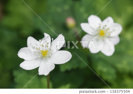 可愛的春花：銀蓮花 138375504