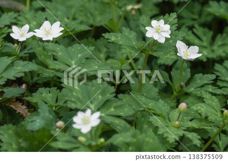 可愛的春花:銀蓮花 可愛的春花:銀蓮花 138375509