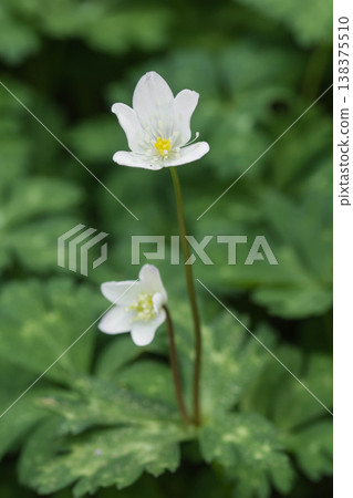 Cute spring flower: Anemone nemorosa Cute spring flower: Anemone nemorosa 138375510