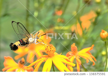 Pellucid hawk moth sucking flowers of Kibana cosmos 138375591