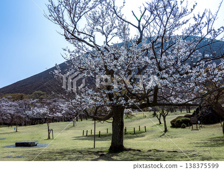 Sakura no Sato 138375599