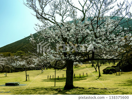 Sakura no Sato Sakura no Sato 138375600