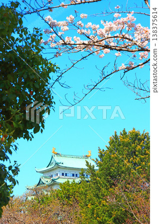 愛知縣名古屋市櫻花盛開和名古屋城的景色 愛知縣名古屋市櫻花盛開和名古屋城的景色 138375614