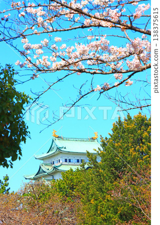 Scenery of cherry blossoms in full bloom and Nagoya Castle, Nagoya City, Aichi Prefecture Scenery of cherry blossoms in full bloom and Nagoya Castle, Nagoya City, Aichi Prefecture 138375615