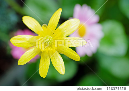 The wildflowers around the house, in all their seasonal beauty, bloom with glossy, beautiful yellow flowers, the kind you'd find in the fields of the countryside or cultivated as garden plants. The wildflowers around the house, in all their seasonal beauty, bloom with glossy, beautiful yellow flowers, the kind you'd find in the fields of the countryside or cultivated as garden plants. 138375856