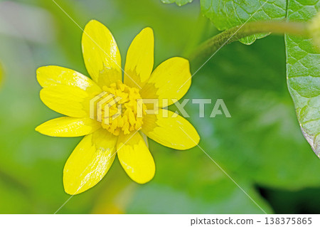 The wildflowers around the house, in all their seasonal beauty, bloom with glossy, beautiful yellow flowers, the kind you'd find in the fields of the countryside or cultivated as garden plants. The wildflowers around the house, in all their seasonal beauty, bloom with glossy, beautiful yellow flowers, the kind you'd find in the fields of the countryside or cultivated as garden plants. 138375865