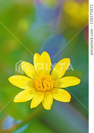 The wildflowers around the house, in all their seasonal beauty, bloom with glossy, beautiful yellow flowers, the kind you'd find in the fields of the countryside or cultivated as garden plants. The wildflowers around the house, in all their seasonal beauty, bloom with glossy, beautiful yellow flowers, the kind you'd find in the fields of the countryside or cultivated as garden plants. 138375871