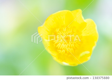 The wildflowers around the house, in all their seasonal beauty, bloom with glossy, beautiful yellow flowers, the kind you'd find in the fields of the countryside or cultivated as garden plants. The wildflowers around the house, in all their seasonal beauty, bloom with glossy, beautiful yellow flowers, the kind you'd find in the fields of the countryside or cultivated as garden plants. 138375880