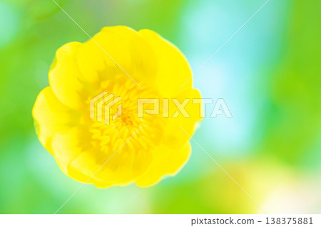 The wildflowers around the house, in all their seasonal beauty, bloom with glossy, beautiful yellow flowers, the kind you'd find in the fields of the countryside or cultivated as garden plants. The wildflowers around the house, in all their seasonal beauty, bloom with glossy, beautiful yellow flowers, the kind you'd find in the fields of the countryside or cultivated as garden plants. 138375881