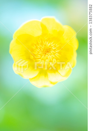 The wildflowers around the house, in all their seasonal beauty, bloom with glossy, beautiful yellow flowers, the kind you'd find in the fields of the countryside or cultivated as garden plants. The wildflowers around the house, in all their seasonal beauty, bloom with glossy, beautiful yellow flowers, the kind you'd find in the fields of the countryside or cultivated as garden plants. 138375882