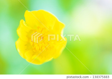 The wildflowers around the house, in all their seasonal beauty, bloom with glossy, beautiful yellow flowers, the kind you'd find in the fields of the countryside or cultivated as garden plants. 138375883