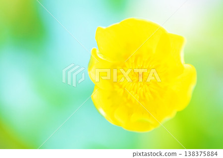 The wildflowers around the house, in all their seasonal beauty, bloom with glossy, beautiful yellow flowers, the kind you'd find in the fields of the countryside or cultivated as garden plants. 138375884