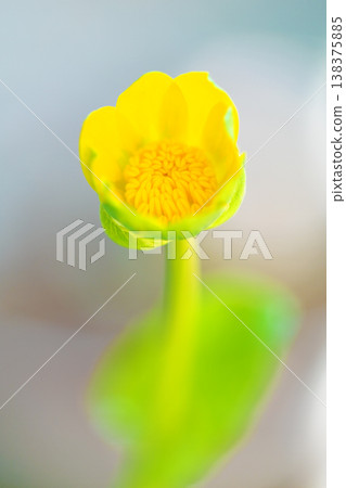 The wildflowers around the house, in all their seasonal beauty, bloom with glossy, beautiful yellow flowers, the kind you'd find in the fields of the countryside or cultivated as garden plants. 138375885