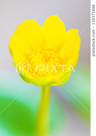 The wildflowers around the house, in all their seasonal beauty, bloom with glossy, beautiful yellow flowers, the kind you'd find in the fields of the countryside or cultivated as garden plants. 138375886