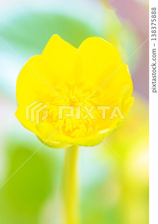 The wildflowers around the house, in all their seasonal beauty, bloom with glossy, beautiful yellow flowers, the kind you'd find in the fields of the countryside or cultivated as garden plants. The wildflowers around the house, in all their seasonal beauty, bloom with glossy, beautiful yellow flowers, the kind you'd find in the fields of the countryside or cultivated as garden plants. 138375888