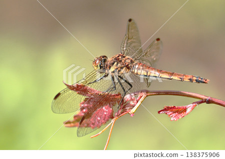 Akiakane (female) Akiakane (female) 138375906